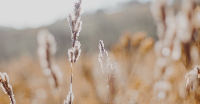 Counselling / Assessment / Psychological Services