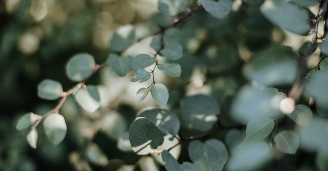 Counselling / Assessment / Psychological Services